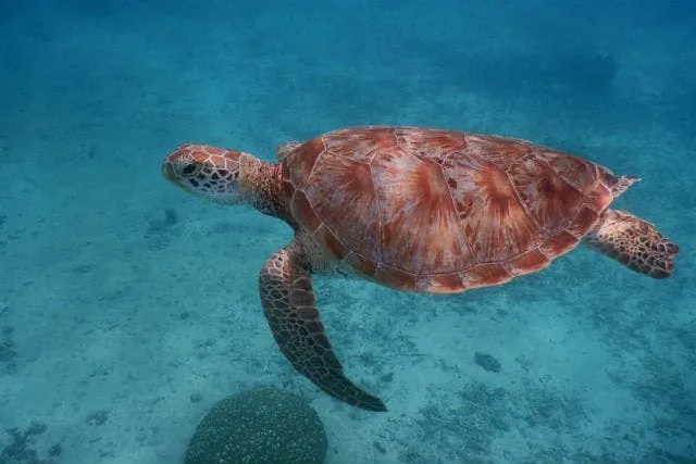 グレート・バリア・リーフ シュノーケリングツアー（asoview）