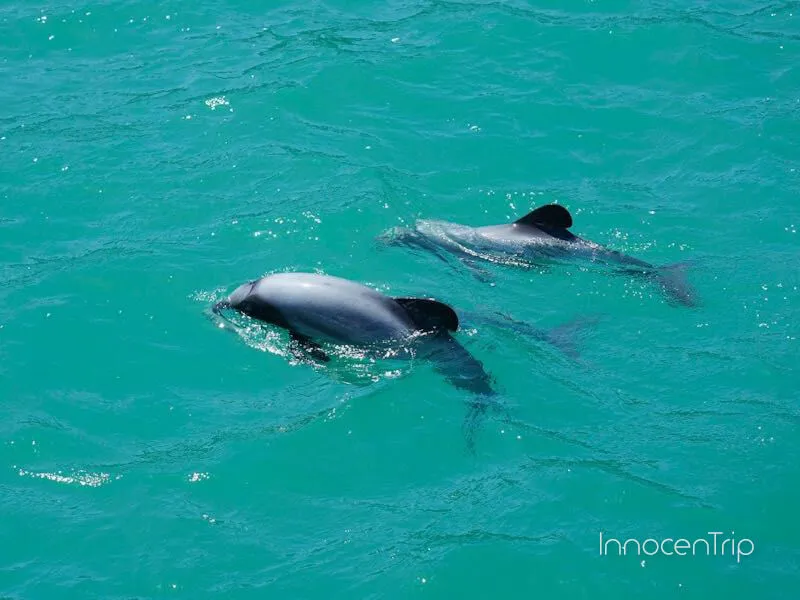 クルーズ中に見られた世界最小のヘクターズ・ドルフィン