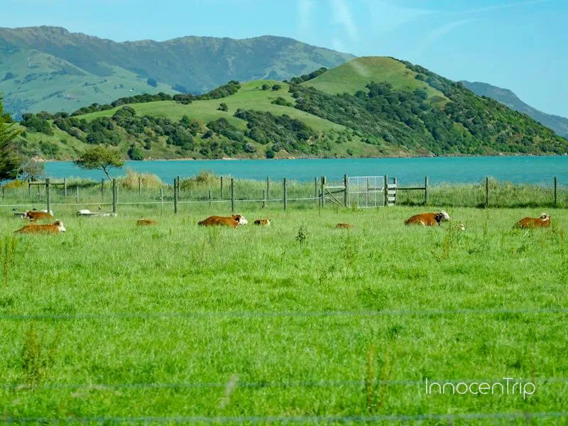 車窓から撮影したアカロアの帰路、のどかな牧場風景