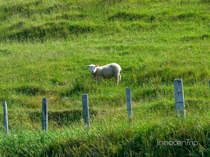 アカロア近郊の牧草地で草を食べる羊