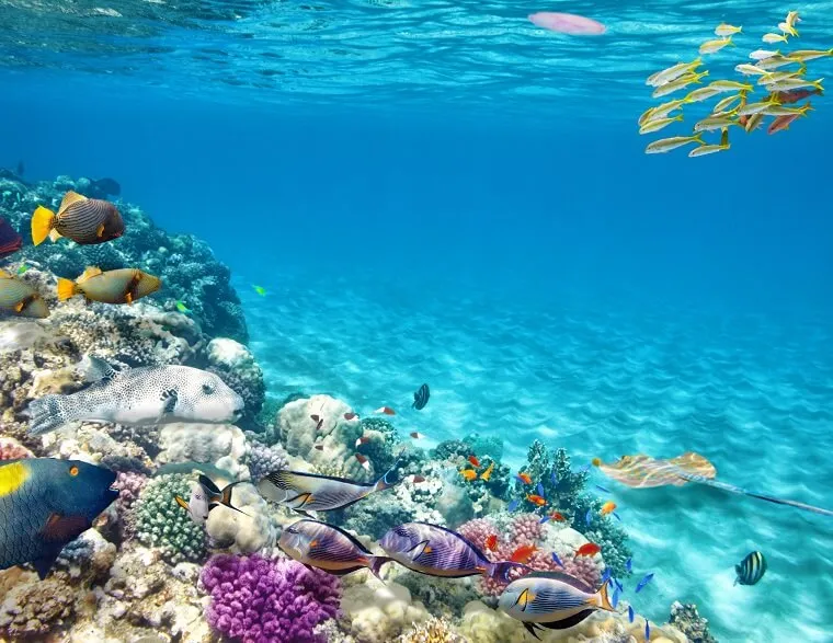 グレート・バリア・リーフの絶景