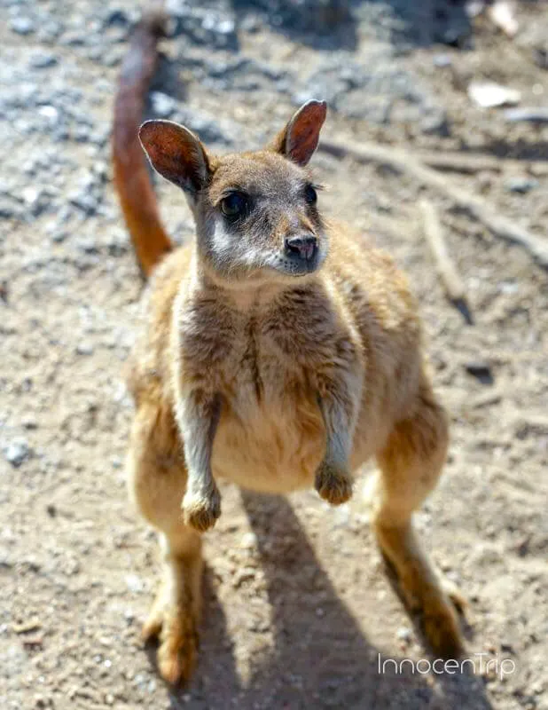 ロックワラビーにエサやり体験