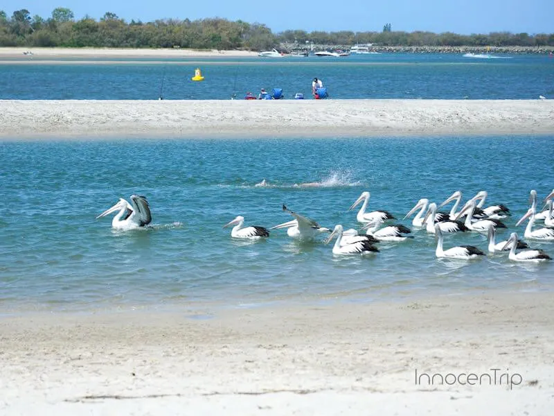 ハーレイパークのビーチ沿いで羽を休めるペリカン