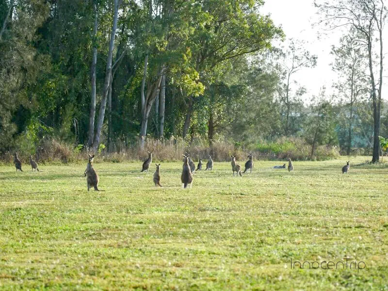 クーンババ保護地域で出会った野生カンガルーの群れ