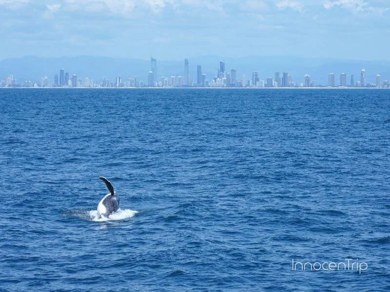 ホエールウォッチングツアーでゴールドコースト沖を進む船