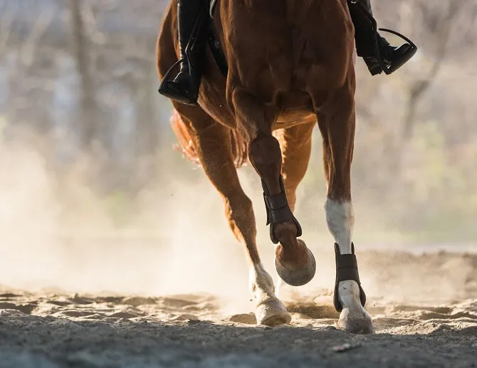 乗馬で馬を走らせる
