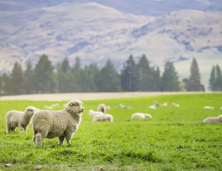 ミルフォードサウンド街道で見る虹と羊が放牧されたニュージーランドの山岳風景