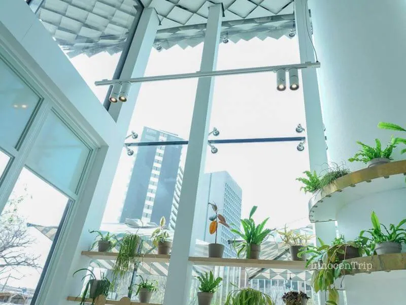 店内のグリーン