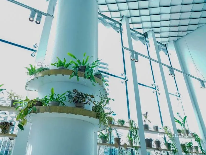 店内のグリーン