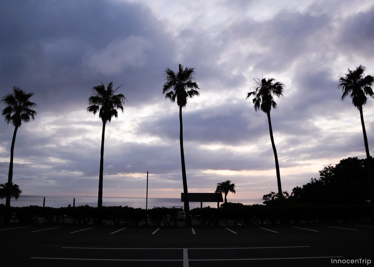 夕暮れ後のヤシの木