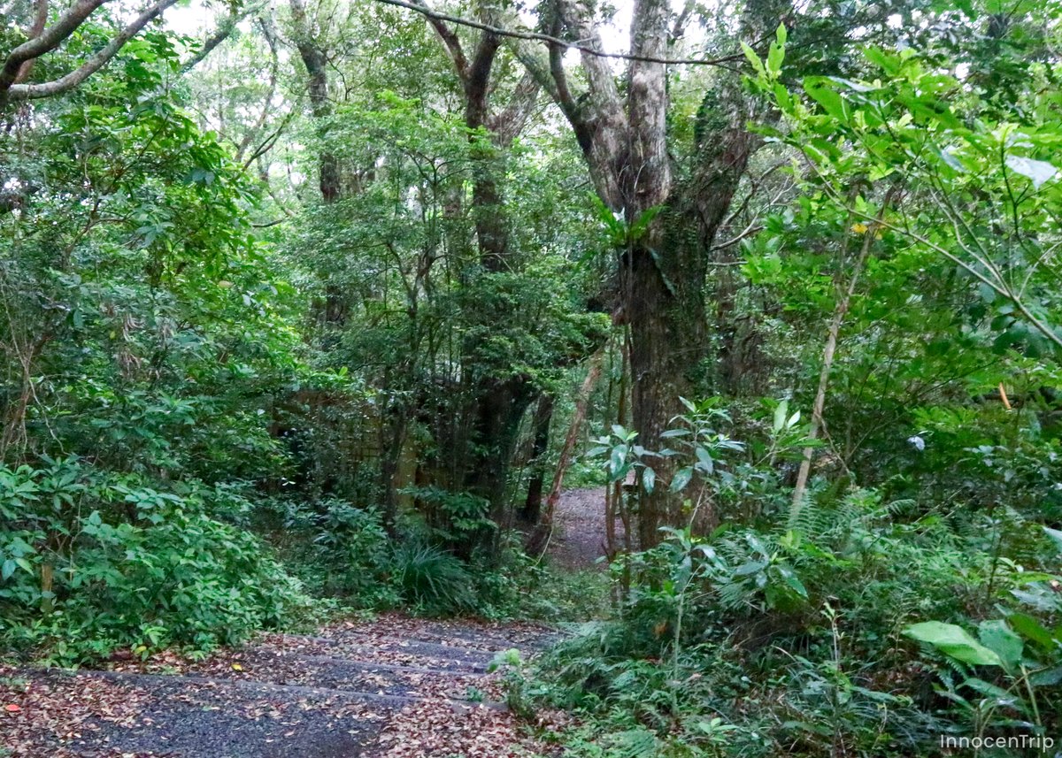 ジャングル感のある森