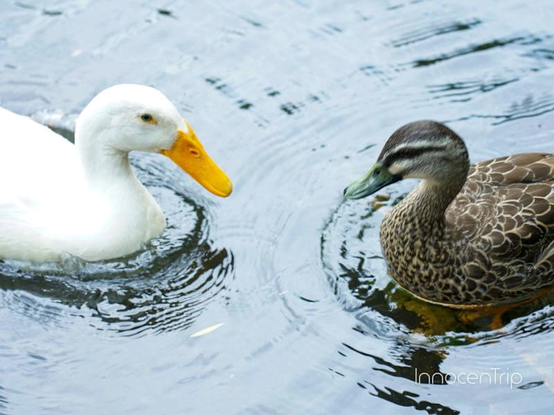 ウィローバンク野生動物園