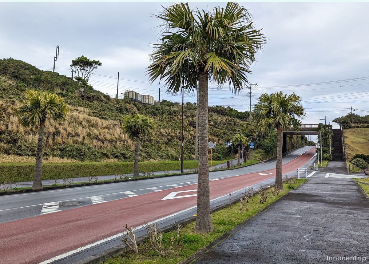Hヤシの木が並ぶ南国風の道路