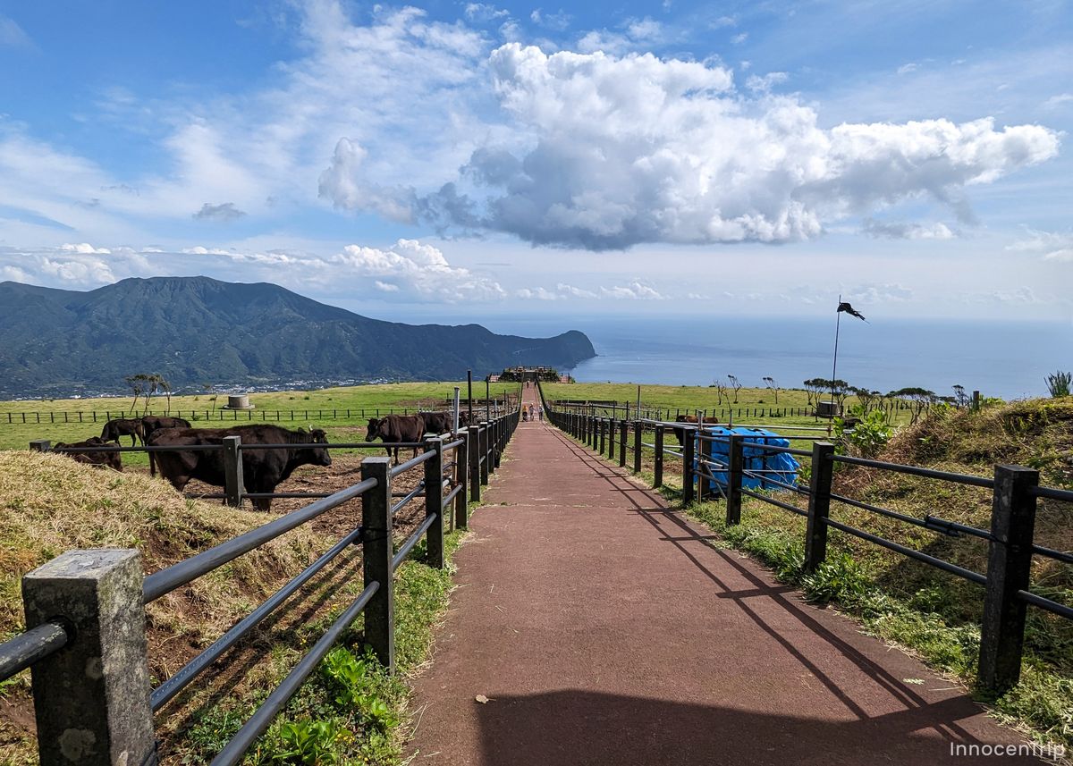 牧場と放牧された牛、遠くに海