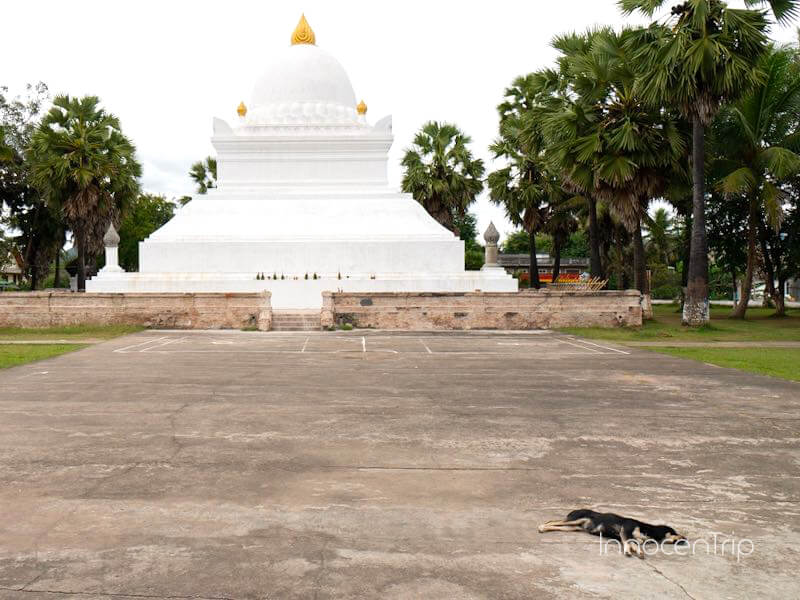 宮殿のような白い建物ワット・ヴィスンナラートと犬