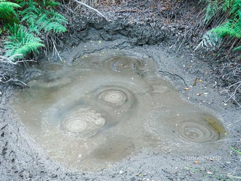 ロトルアの沸き立つ温泉泥プールと硫黄の湯気が立ちのぼる地熱風景