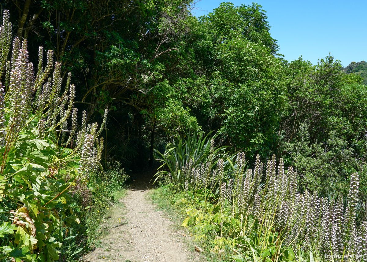 海岸沿いの緑の小道
