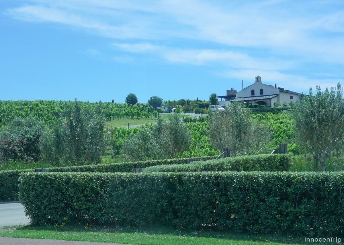 ブドウ畑の広がる風景