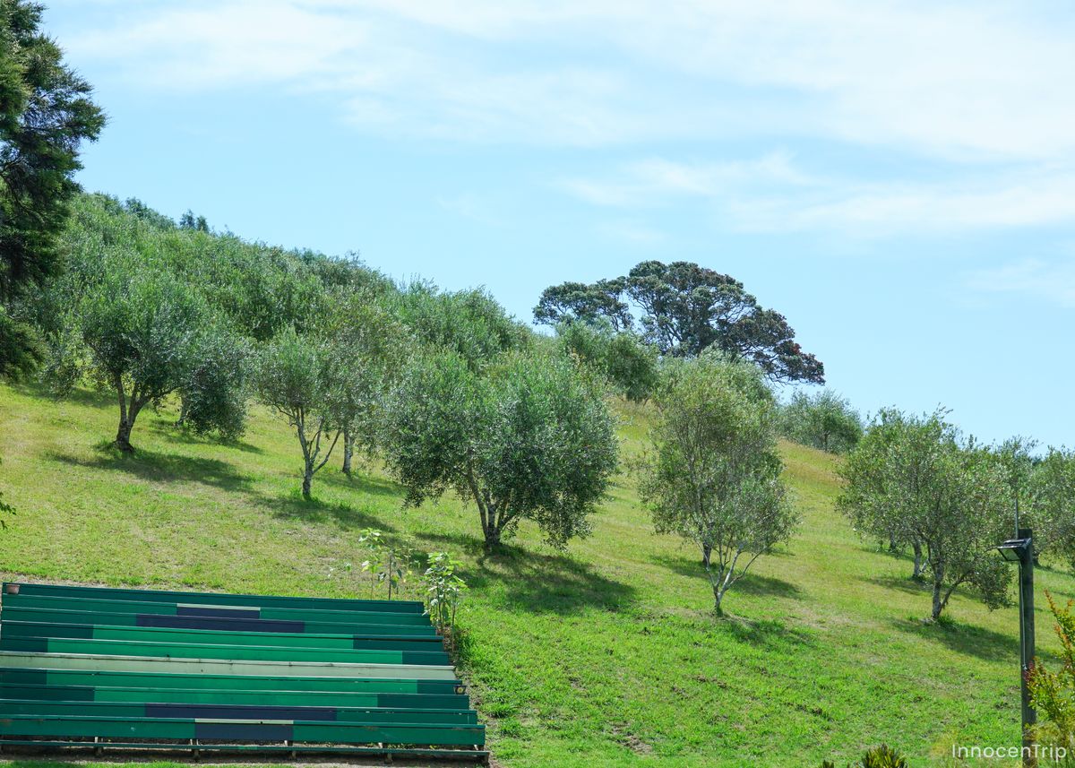 オリーブの木々